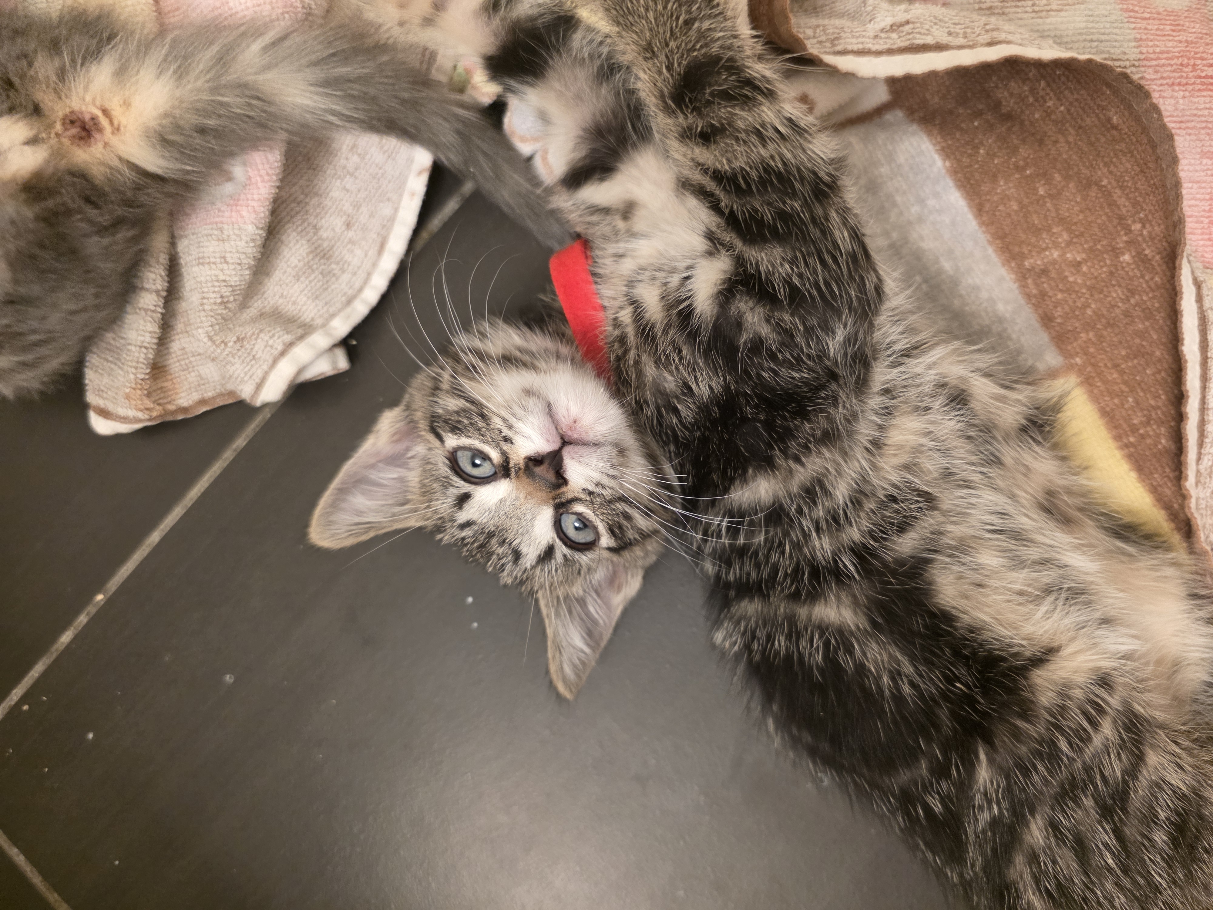Foster Baby