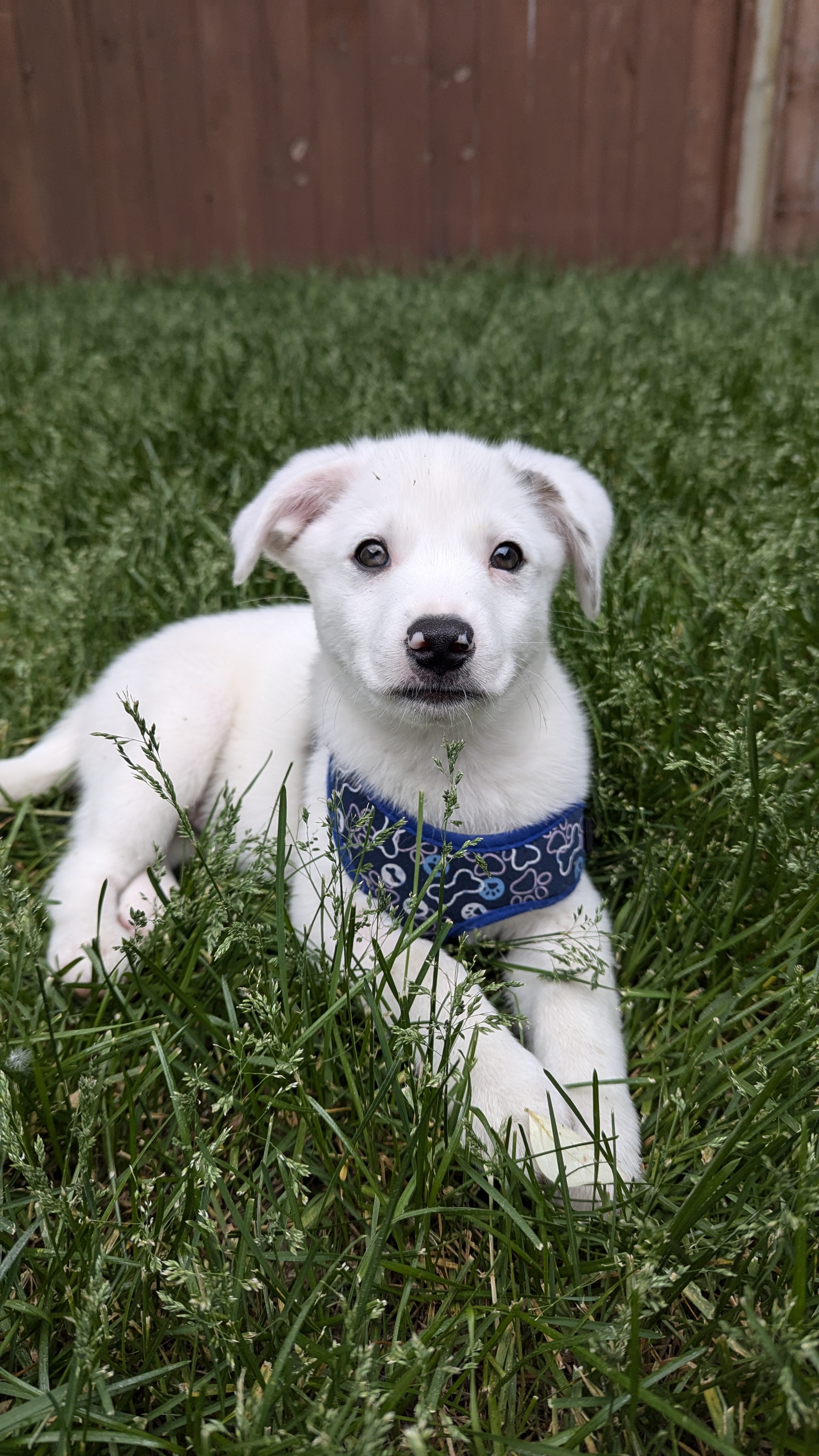 Puppy