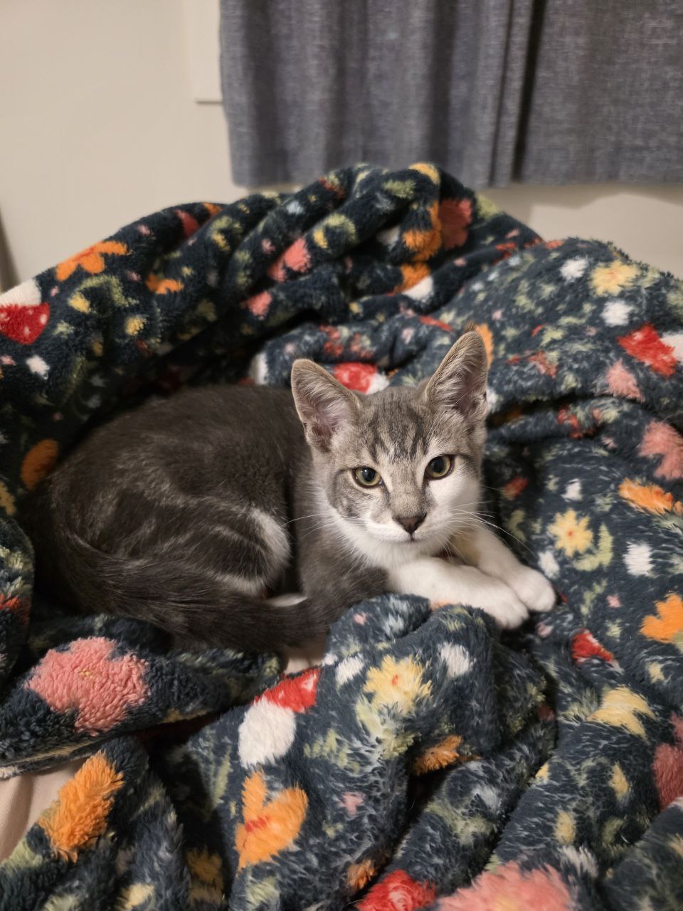 Phineas